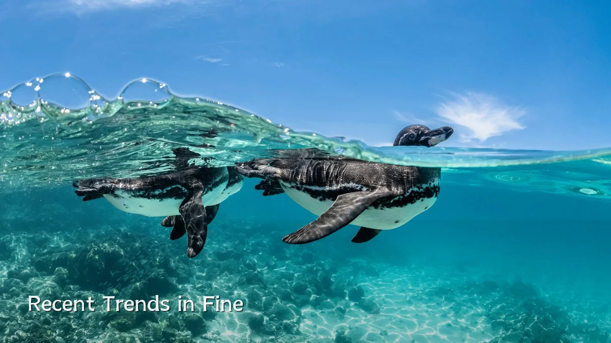 Recent Trends in Fine